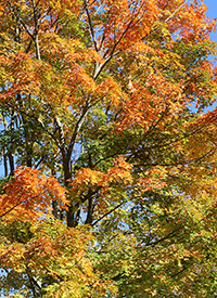foliage in gradient of fall colors